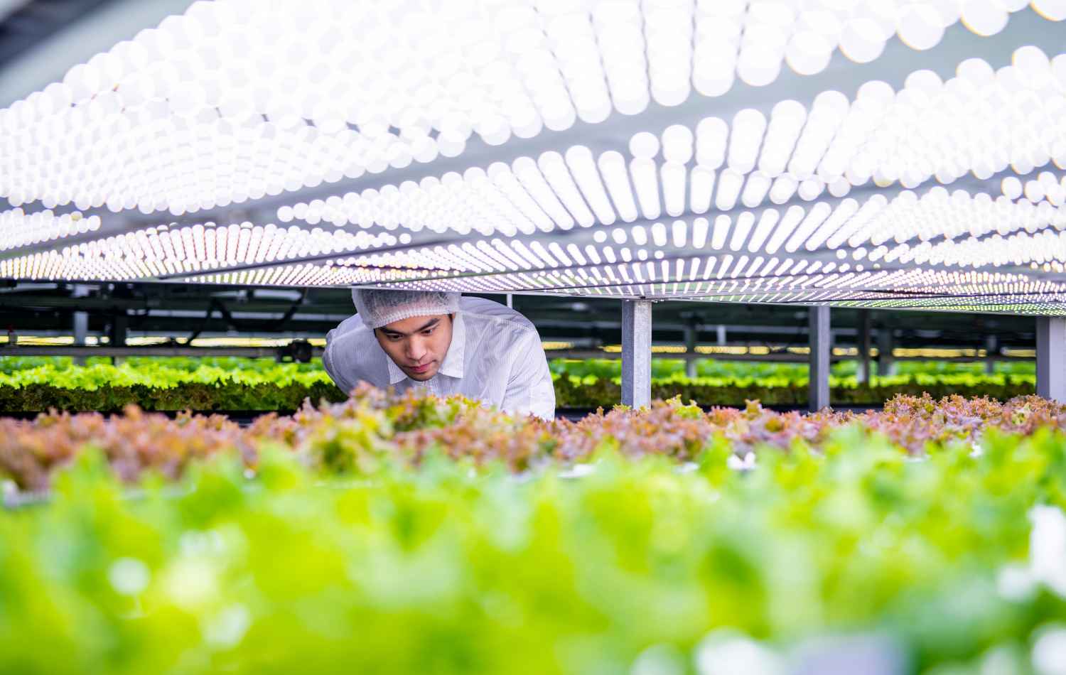 Cultivating Excellence: Exploring the Positive Reputation of Plant-Ditech